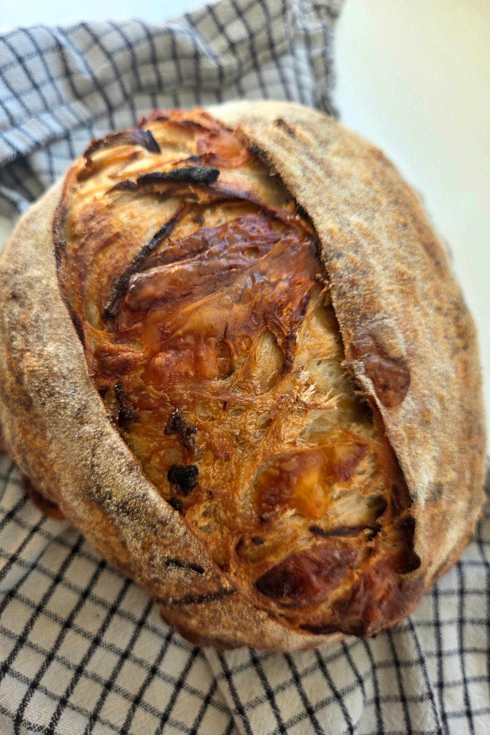 Caramelized onion sourdough bread with Jarlsberg, deeply scored with a raised ear, resting on a checked linen towel