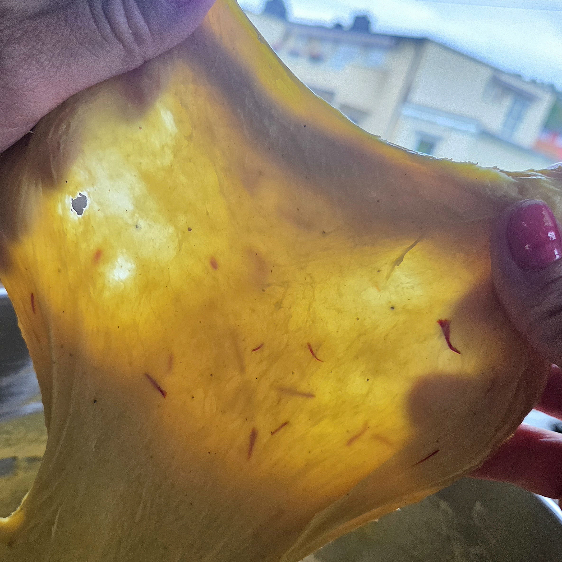 Saffron bun dough stretched thin enough to let light through, the windowpane test for gluten development